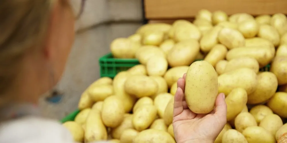 В Україні розпочали глибокий аналіз картопляного сектору