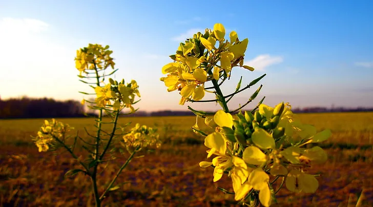 Полякам не вистачає українського ріпаку через запроваджене ембарго Полякам не вистачає українського ріпаку через запроваджене ембарго