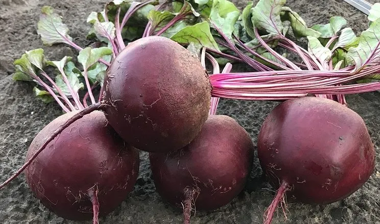 На Черкащині пізній буряк приніс урожай після повної втрати зернових