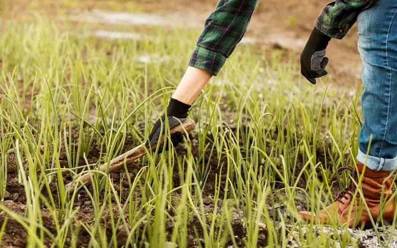 Фермери отримали спосіб збільшити врожай без хімічних добрив