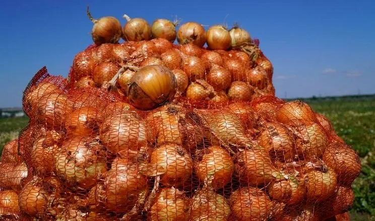 Озима цибуля в Україні демонструє хорошу рентабельність і експортний потенціал