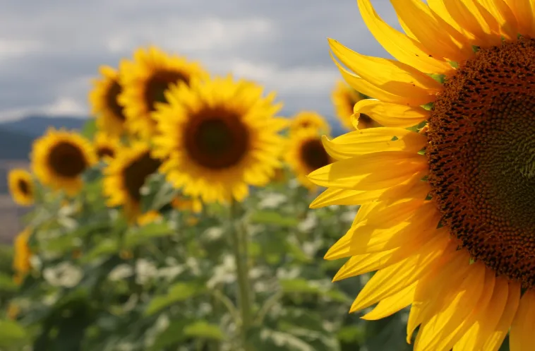 Виробництво соняшникової олії в Україні: стандарти якості та технології