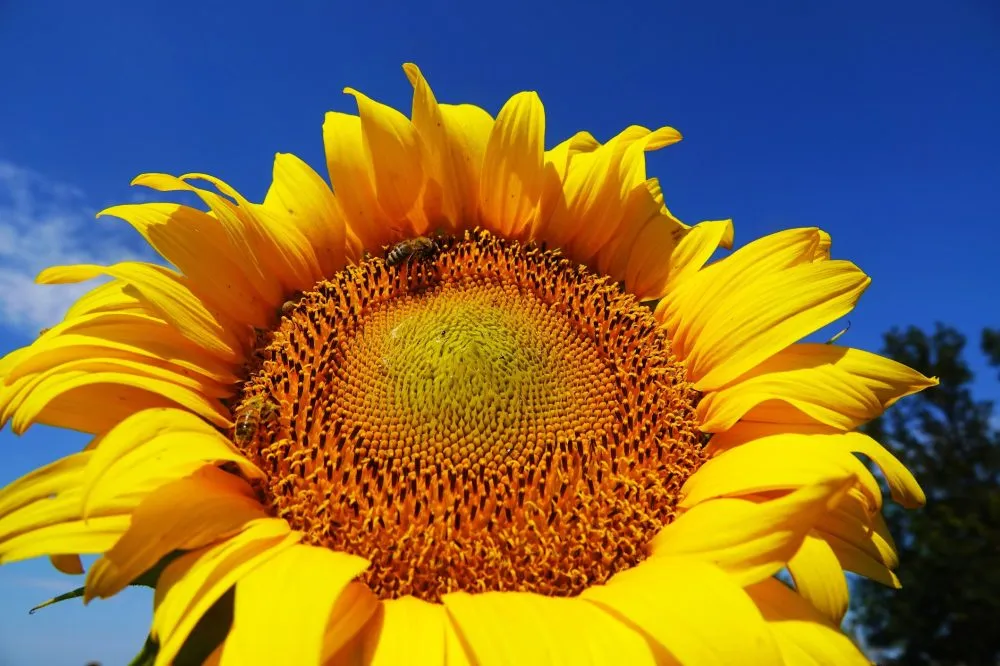 Урожай соняшнику в Україні не виправдав очікувань: переробники зіткнулися з дефіцитом сировини