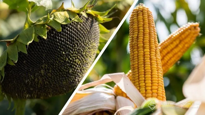 Стало відомо, як змінилися ціни на соняшник та кукурудзу