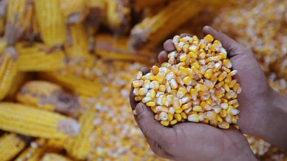 Стало відомо, як змінилися ціни на кукурудзу в Україні