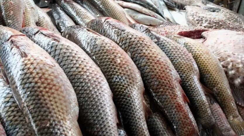 В Україні прогнозують зростання цін на рибу