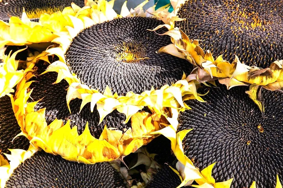 Стало відомо, як змінилися ціни на соняшник в Україні