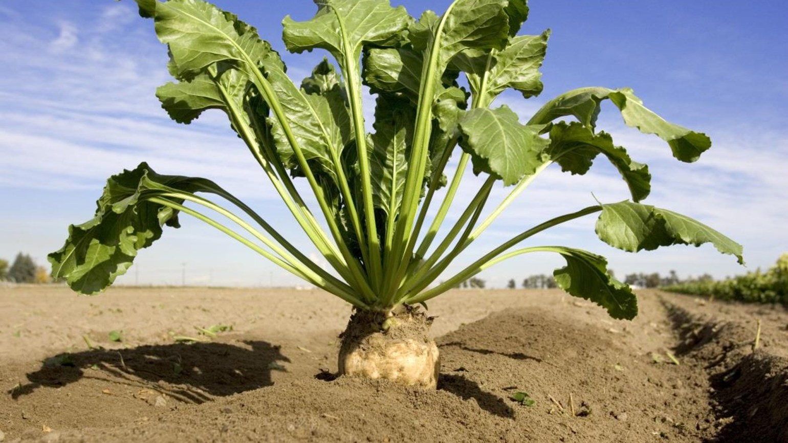 Аграрії Вінниччини зібрали в 2025 р понад 2,2 млн т цукрових буряків