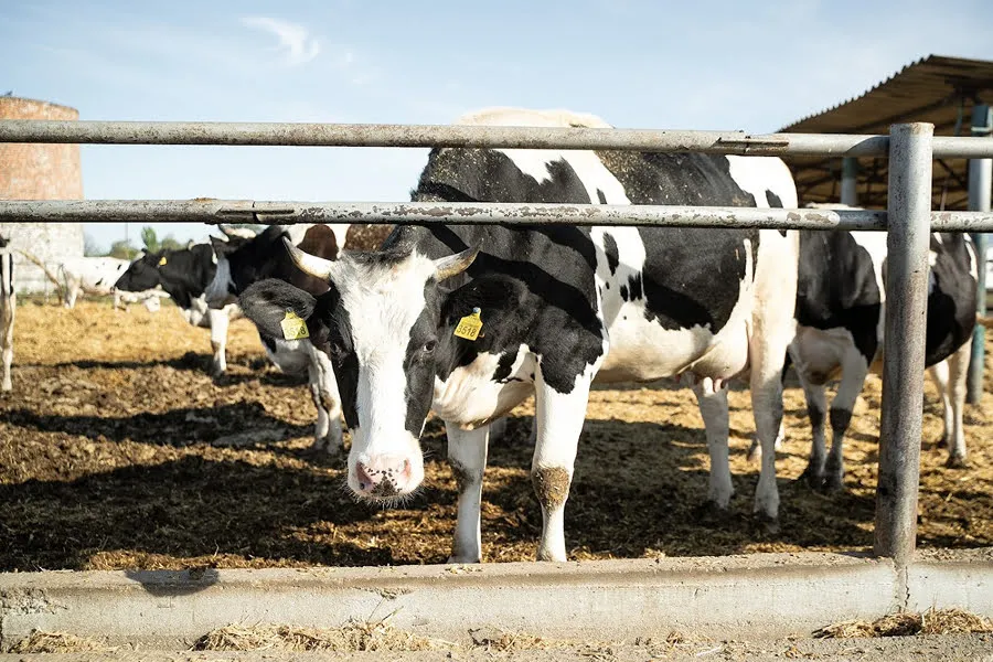 Соломна Агроснаб, молочная ферма, Хмельнитчина, семья Лабазюков