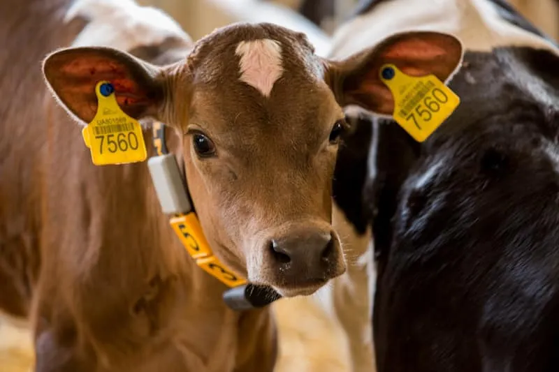На Львівщині відкрили нову тваринницьку ферму