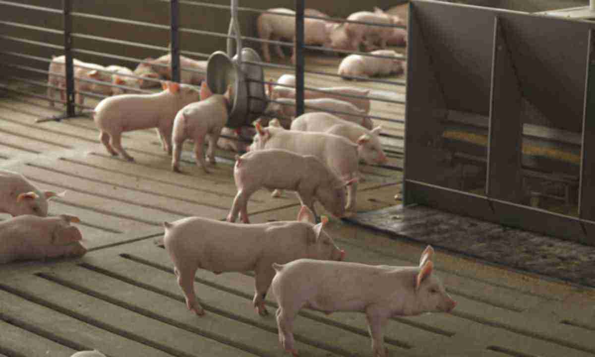 На Миколаївщині фермера судитимуть за забруднення довкілля