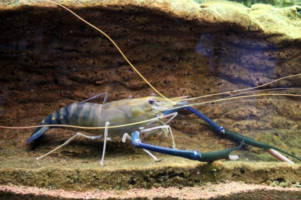 На ринок Одещини виходить далекосхідний прісноводний продукт