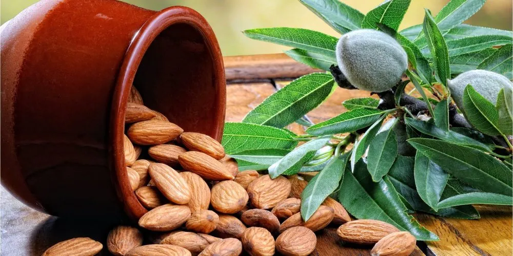 Мигдаль іспанської селекції успішно адаптується до клімату України