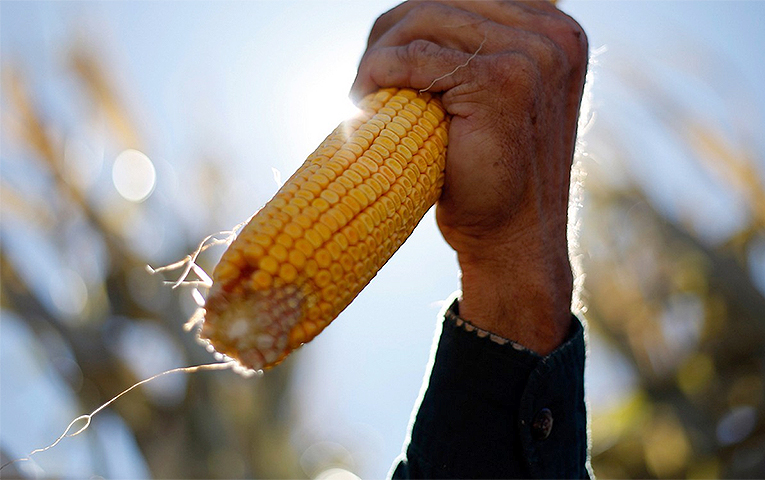 Український експорт кукурудзи сповільнився до найнижчого рівня за останні сім років