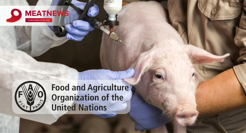 Прорив у боротьбі з АЧС: FAO визнала вакцинацію ефективним інструментом