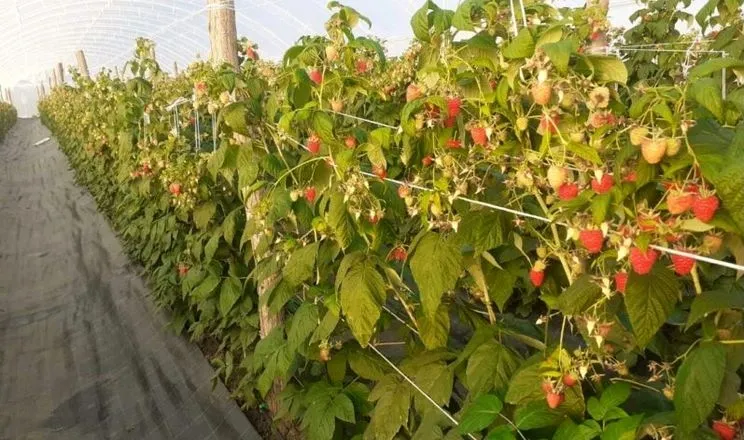 На Чернігівщині ремонтантну малину в тунелі збирали у грудні