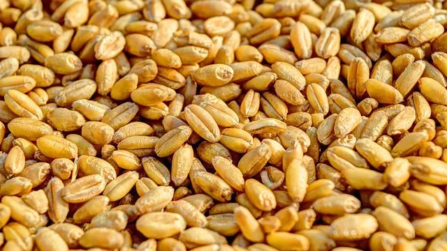 Відмова від перевалки українського зерна загрожує банкрутством польських транспортних компаній