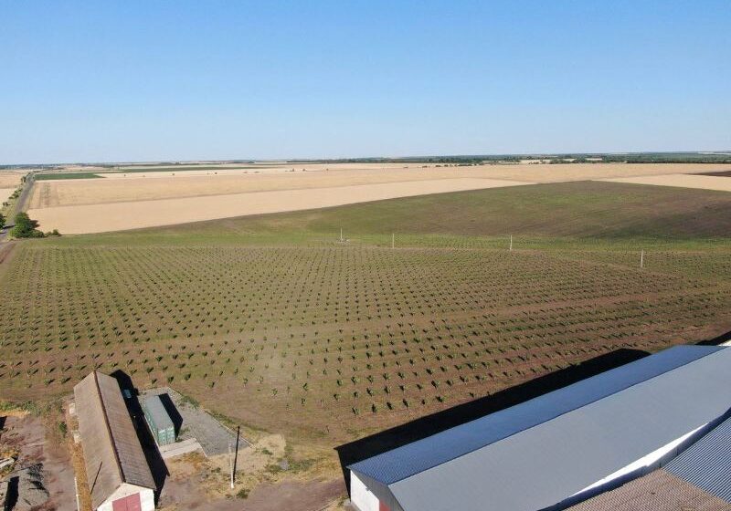 На Одещині створили горіховий сад на 105 га