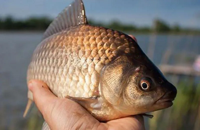 В Україні зросли вилов риби та обсяги зариблення завдяки електронним аукціонам